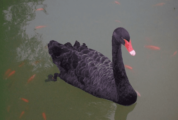 Black swan swimming